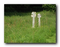 Tall trees in meadow